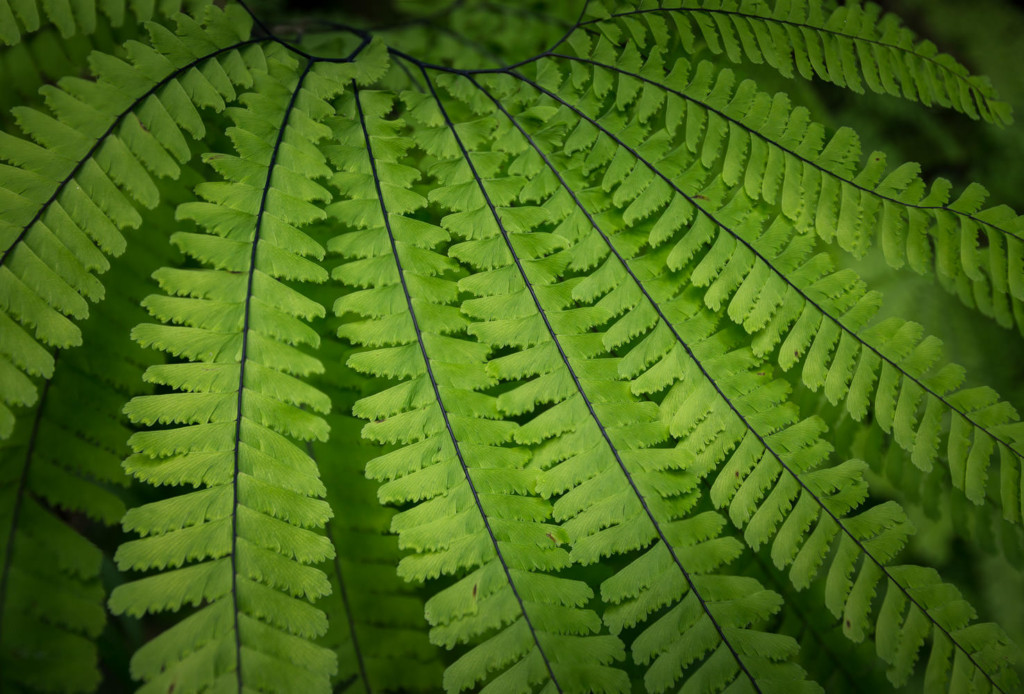 Fern Canyon in Redwoods National Park, CA