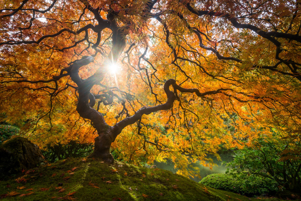 Sun shining through a Japanese Maple in the Portland Japanese Garden