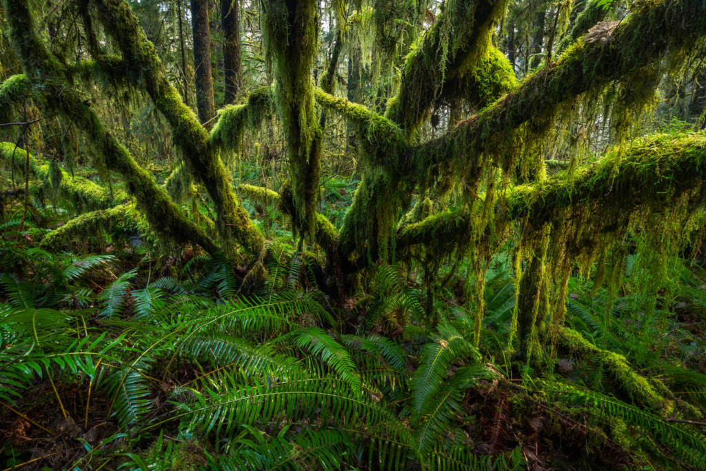 Mossy trees getting afternoon light in Hoh Rainforest, WA