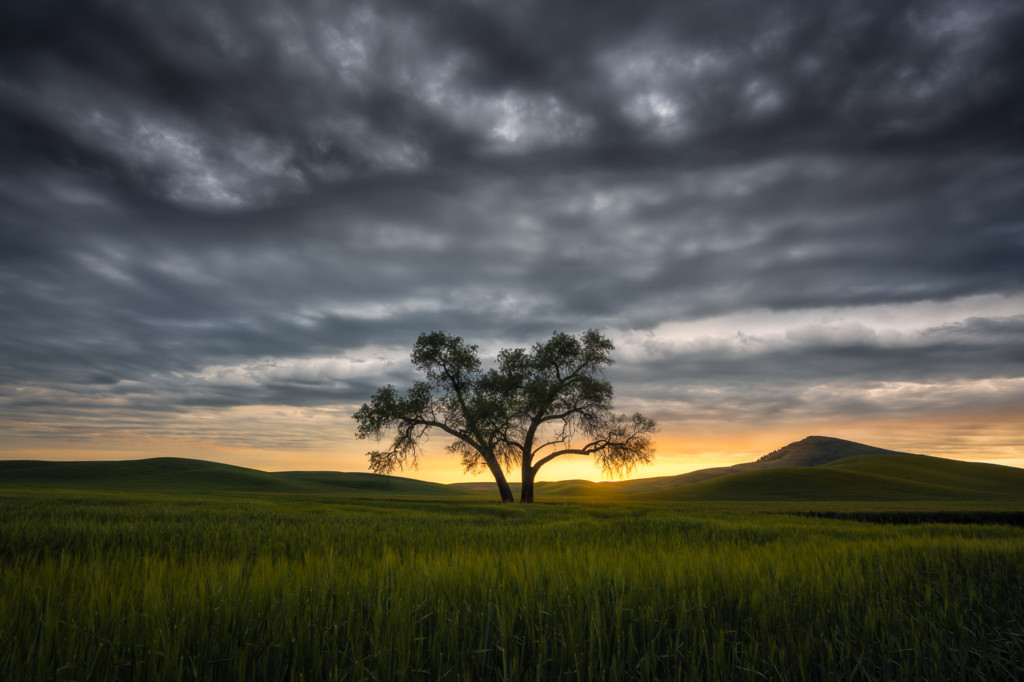 A lone tree silhouetted against a moody, cloud-filled sky