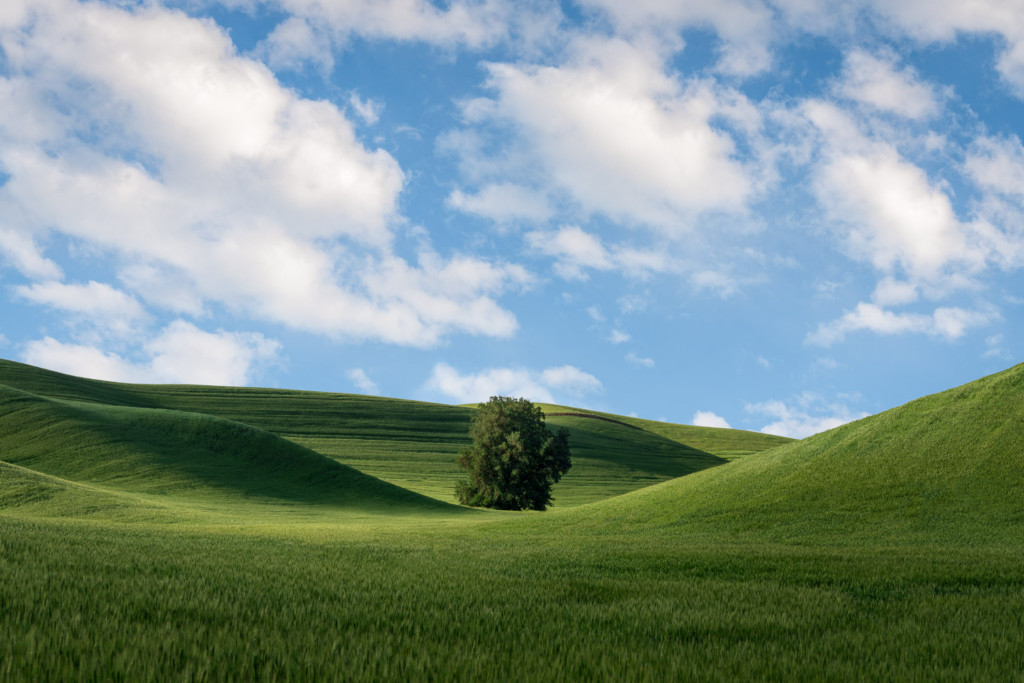 A lone tree among rolling hills of wheat in Eastern Washington