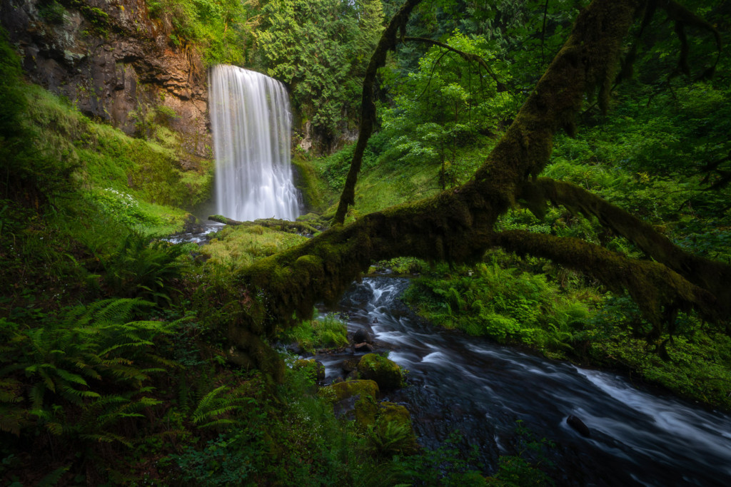 Flowing waterfall framed by an old growth tree in Oregon