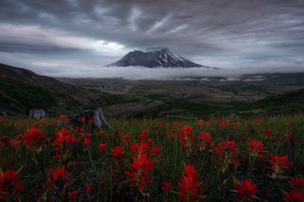 Mt. St. Helens with vibrant red Indian Paintbrush and dramatic clouds