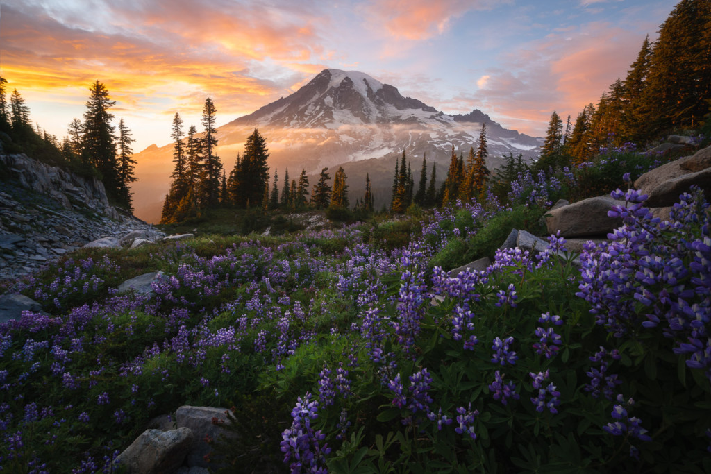 A meadow of lupine wildflowers in front of Mt. Rainier in Washington