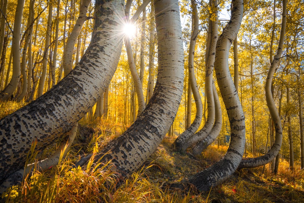 A set of dancing aspen trees during autumn in Colorado.