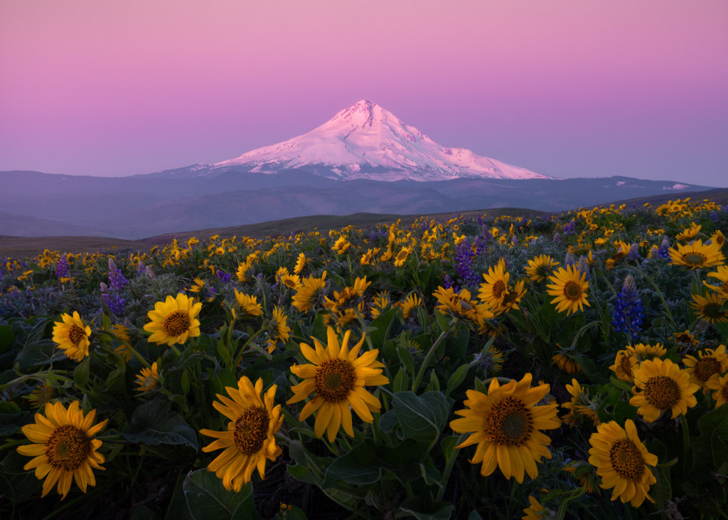 Mount Hood with Balsamroot and Lupine as far as the eyes can see in Columbia Hills, Washington