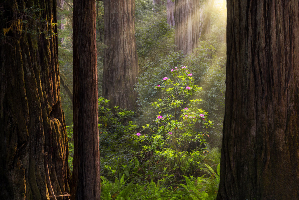 Towering Redwood trees frame a flowering Rhododendron receiving morning light