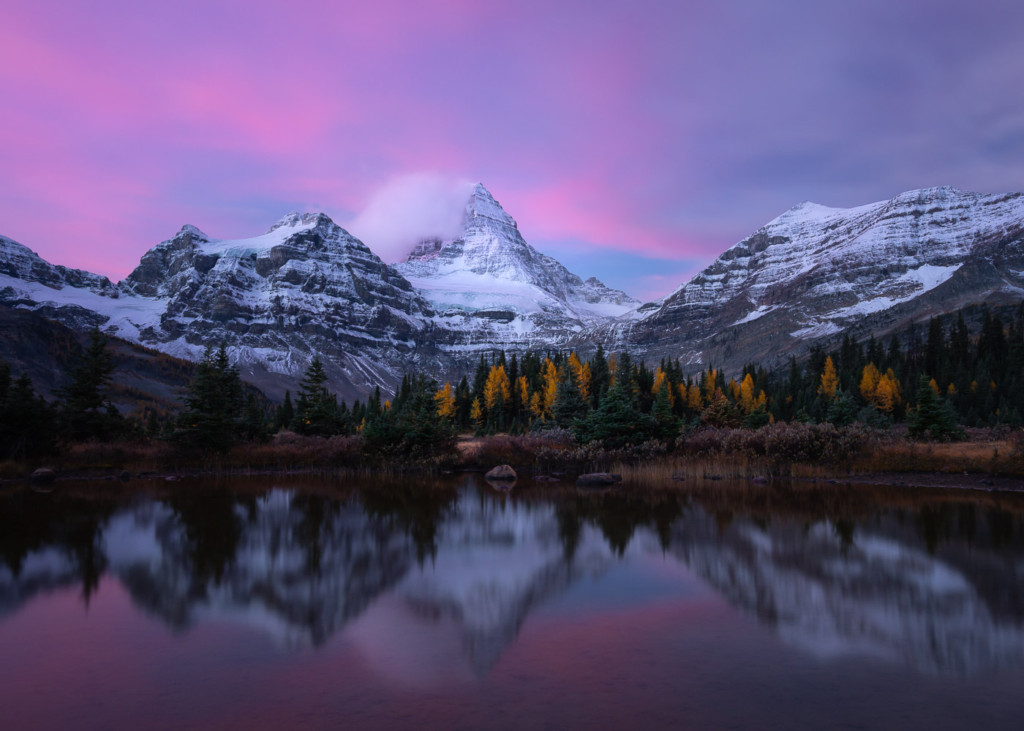 Assiniboine Peak reflected in a small pond with a sunrise sky full of pink