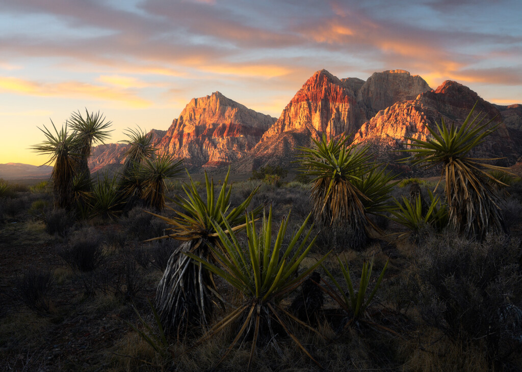 Red Rocks state park in Arizona glows at sunrise with green, spiky foliage in the foreground.