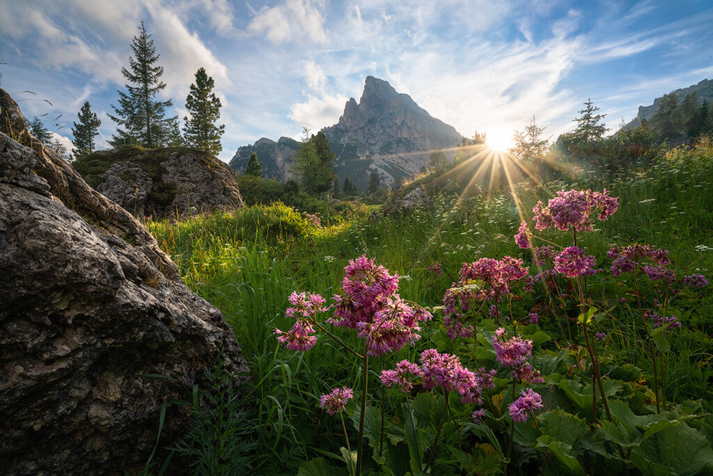 Pink flowers catching the last light of the day in the Dolomites, Italy