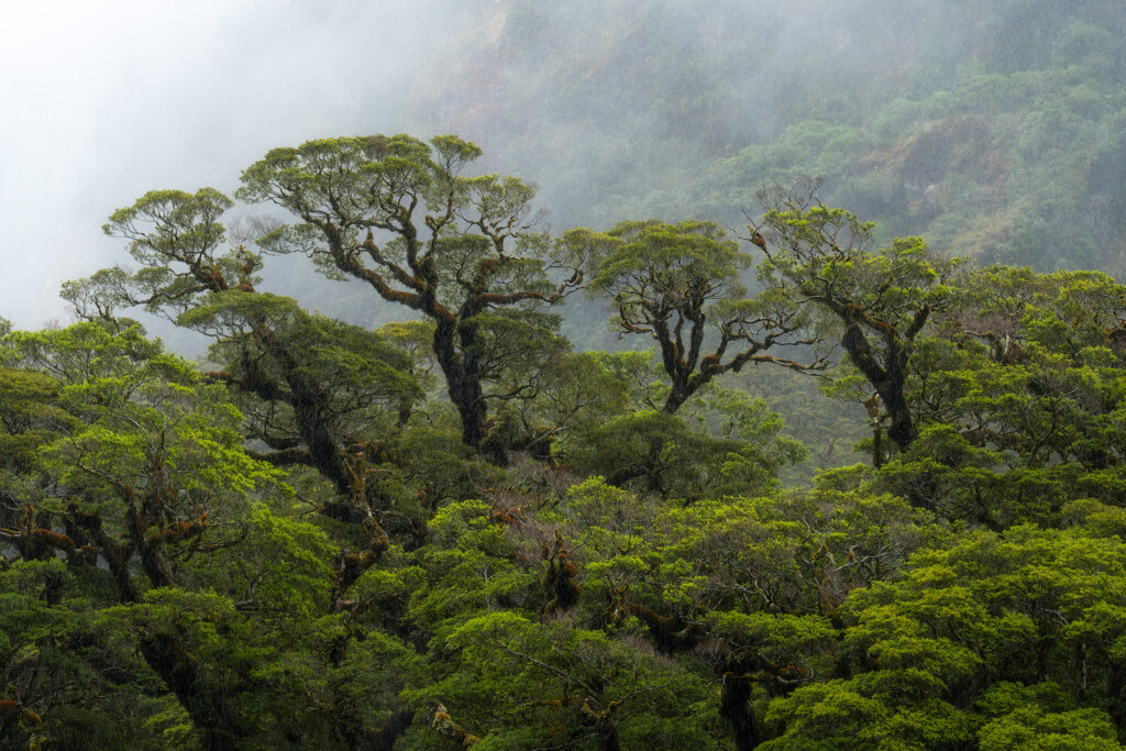 A set of four Beech trees rise up from a New Zealand forest as fog rolls into the area