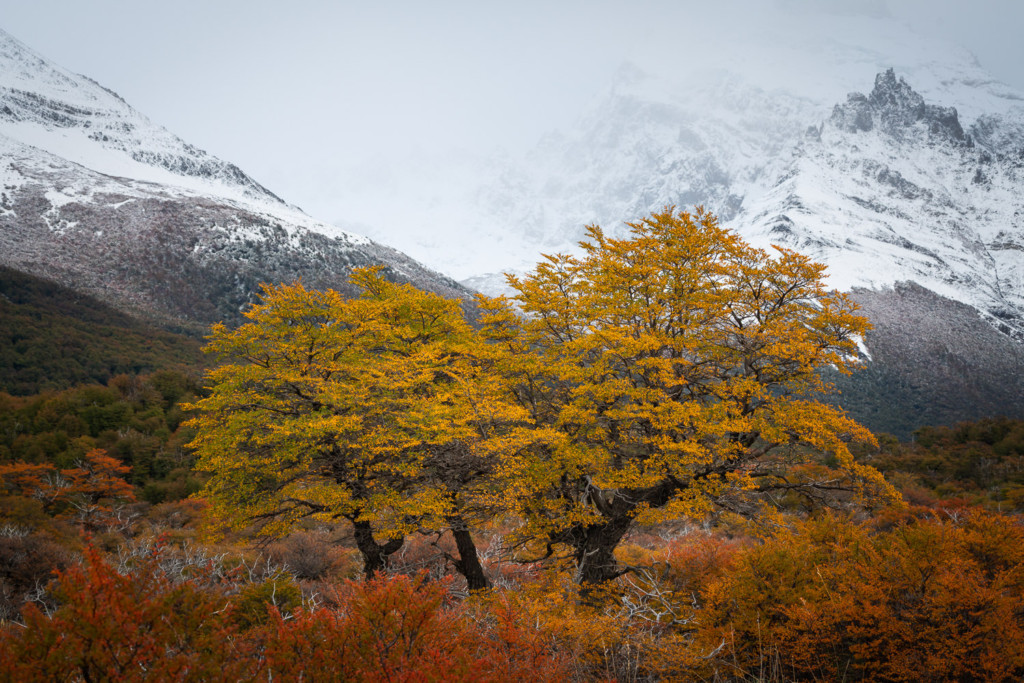 Three yellow trees during fall in El Chalten, Argentina